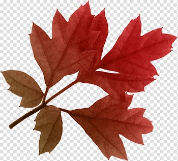 Autumn leaf color, Autumn Leaf transparent background PNG clipart