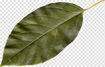 Autumn leaf color, autumn leaf transparent background PNG clipart