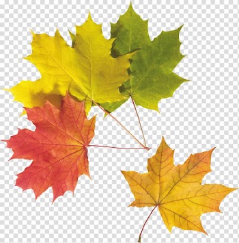 Autumn leaf color, Autumn Leaf transparent background PNG clipart