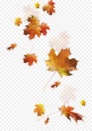 Autumn leaf color - autumn leaves 