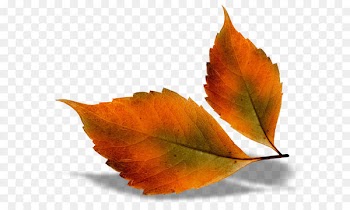 Autumn leaf color Autumn Leaves Chord progression - Beautiful Fall Leaves PNG Picture 