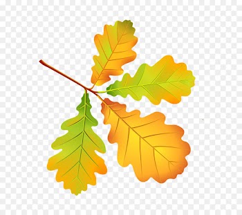 Autumn leaf color Autumn Leaves - Leaf 