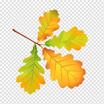 Autumn leaf color Autumn Leaves, Leaf transparent background PNG clipart