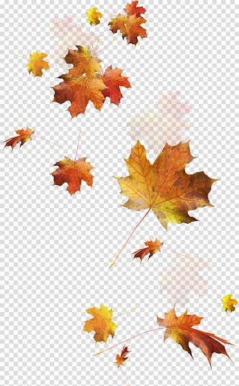 Autumn leaf color, autumn leaves transparent background PNG clipart