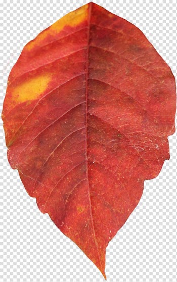 Autumn leaf color , autumn leaves transparent background PNG clipart