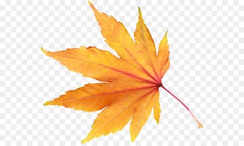 Autumn leaf color - autumn PNG leaf 
