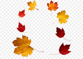 Autumn leaf color - autumn PNG leaf 