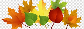 Autumn leaf color , autumn transparent background PNG clipart