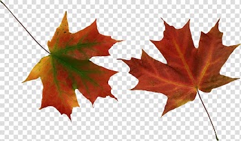 Autumn leaf color , autumn transparent background PNG clipart