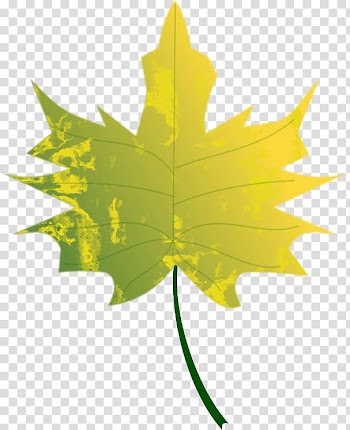 Autumn leaf color , autumn transparent background PNG clipart