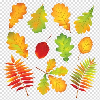 Autumn leaf color, autumn transparent background PNG clipart