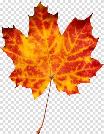 Autumn leaf color , autumn transparent background PNG clipart