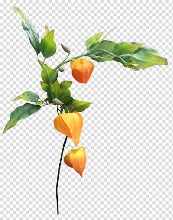 Autumn leaf color , autumn transparent background PNG clipart