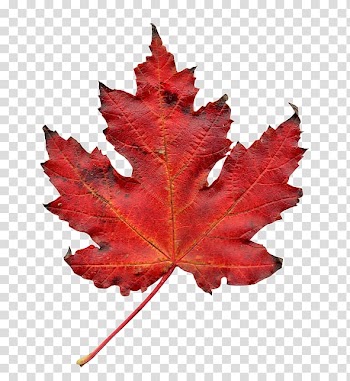 Autumn leaf color, autumn transparent background PNG clipart