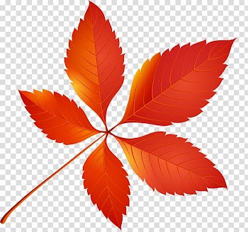 Autumn leaf color , autumn transparent background PNG clipart