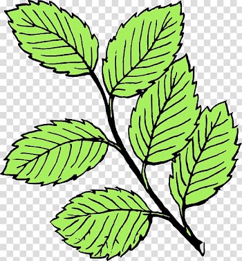 Autumn leaf color Black and white , Leaf transparent background PNG clipart