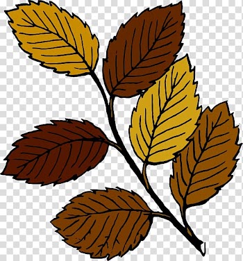 Autumn leaf color , Cartoon Fall Leaf transparent background PNG clipart
