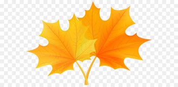 Autumn leaf color Clip art - Fall Leaves PNG Clip Art 