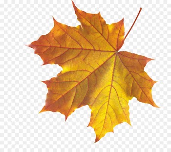 Autumn leaf color Clip art - watercolor leaves 