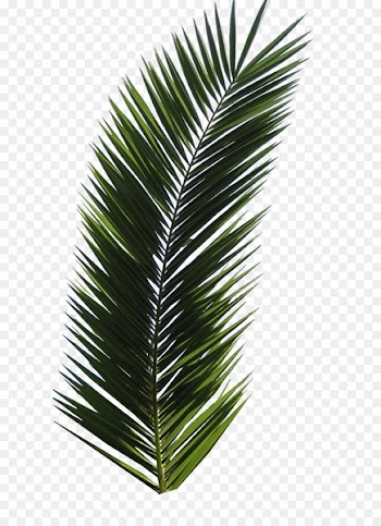 Autumn leaf color Computer file - Palm tree PNG 