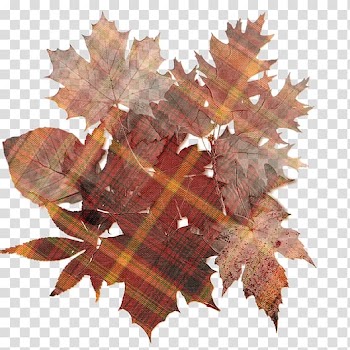 Autumn leaf color Desktop , Autumn Colour transparent background PNG clipart