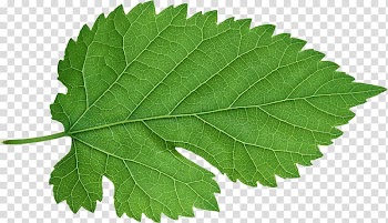 Autumn leaf color Desktop , Leaf transparent background PNG clipart
