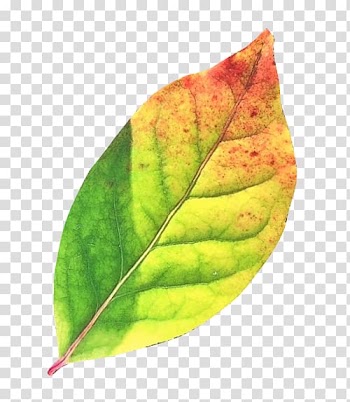 Autumn leaf color Desktop , Leaf transparent background PNG clipart