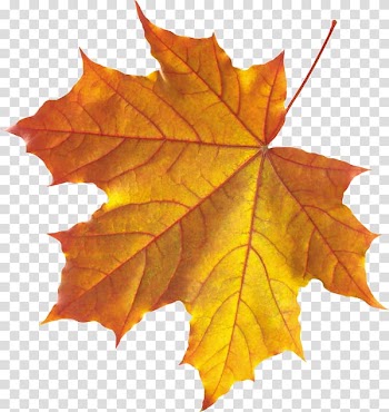 Autumn leaf color , dried transparent background PNG clipart