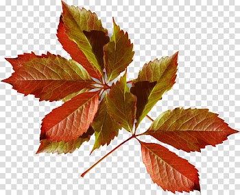 Autumn leaf color Fashion Winter, autumn transparent background PNG clipart