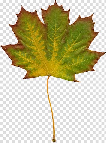Autumn leaf color , foliage transparent background PNG clipart