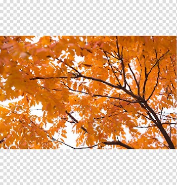 Autumn leaf color graph Desktop Orange, autumn transparent background PNG clipart