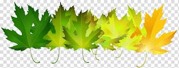 Autumn leaf color Green Autumn leaf color , autumn leaves transparent background PNG clipart
