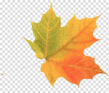 Autumn leaf color Green, autumn transparent background PNG clipart