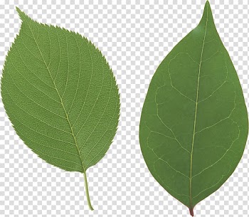Autumn leaf color Green, Green leaf transparent background PNG clipart