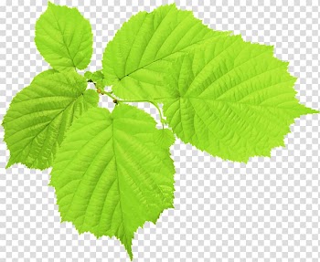 Autumn leaf color Green , Green leaves transparent background PNG clipart