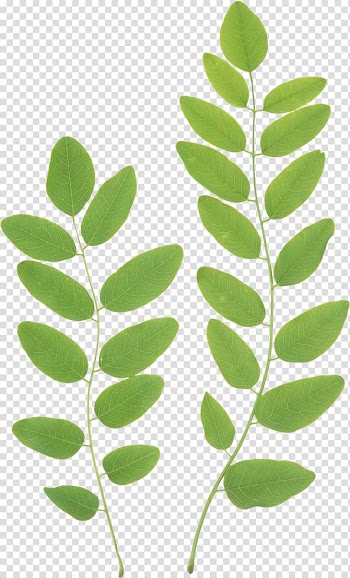 Autumn leaf color , green leaves transparent background PNG clipart