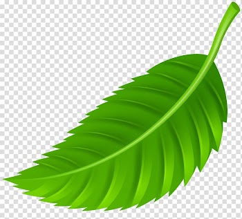 Autumn leaf color , green leaves transparent background PNG clipart