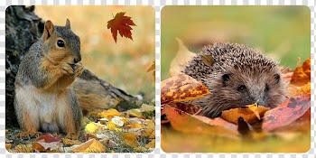 Autumn leaf color Hotel Winter Hail, autumn town transparent background PNG clipart