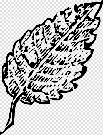 Autumn leaf color , leaf outline transparent background PNG clipart