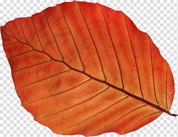 Autumn leaf color , Leaf transparent background PNG clipart