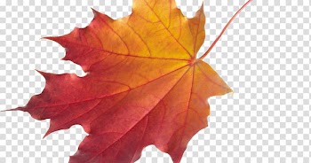 Autumn leaf color , Leaf transparent background PNG clipart