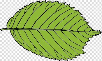 Autumn leaf color , Leaf transparent background PNG clipart