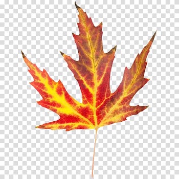 Autumn leaf color , Leaf transparent background PNG clipart