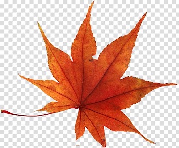 Autumn leaf color , Leaf transparent background PNG clipart