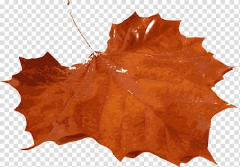 Autumn leaf color , Leaf transparent background PNG clipart