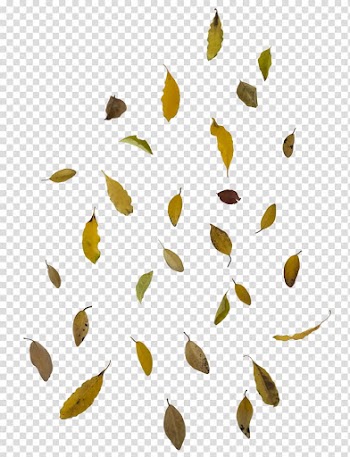 Autumn leaf color , Leaf transparent background PNG clipart