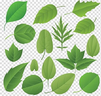Autumn leaf color , Leaf transparent background PNG clipart
