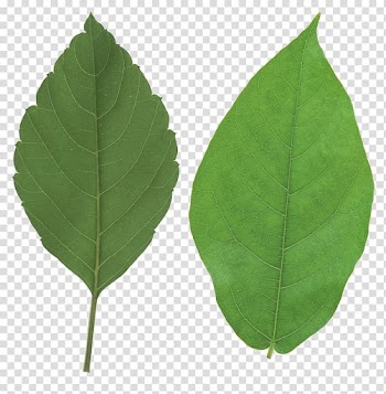 Autumn leaf color , Leaf transparent background PNG clipart