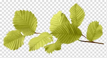 Autumn leaf color , leaves transparent background PNG clipart