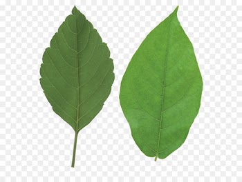 Autumn leaf color Look at Leaves - Green leaf PNG 